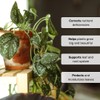 Organic Leaf Wellness Spray for Plants - Protect & Nourish