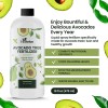 Hithrive 16oz Fruit Tree Fertilizer for Avocados - Makes 32