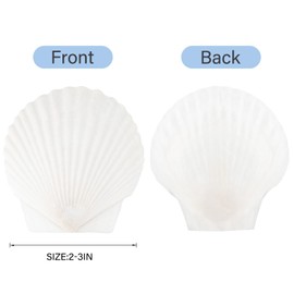 HOHUCRAB 30pcs 2-3inch Scallop Shells, Natural Scallop Shells, Sea Shells for Crafting, Seashells Beach Decorations for Home, Beaching Wedding Decoration
