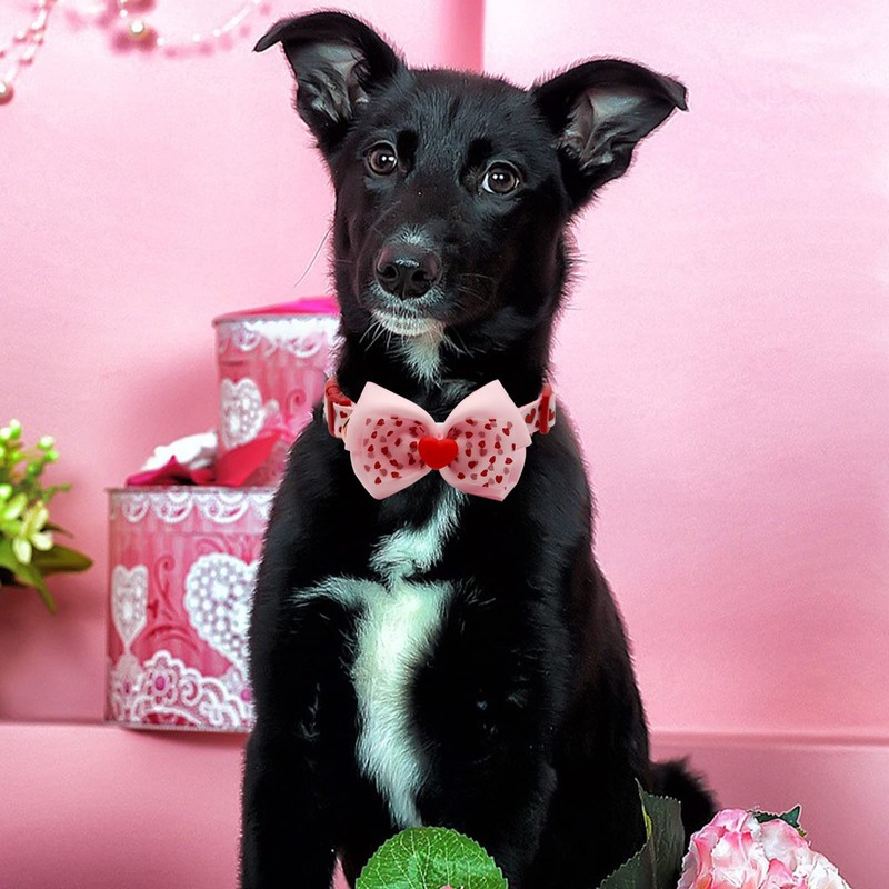 azuza Valentine's Day Dog Collar Removable Valentine Bowtie Dog Collar