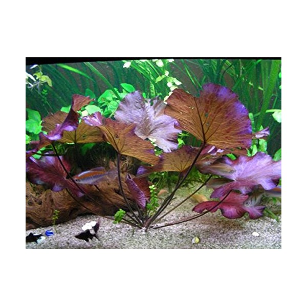Tiger Lotus Bulbs - Freshwater Aquatic Plant | Sprouts in Tanks Under 72F