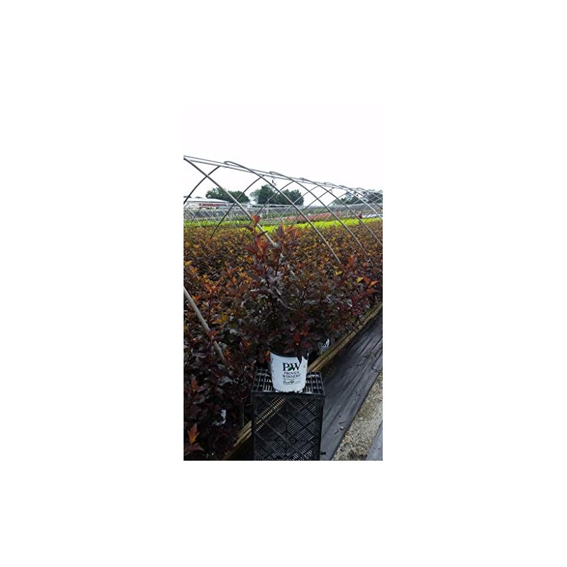 Live plant from Green Promise Farms Physocarpus op. Ginger Wine