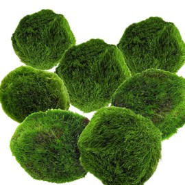 AquaBreedingSkill Set di 7 alga palla Marimo viva 3 – 4 cm – piante vere per acquario dolce, pianta acquario vera naturale, marimo alga regalo