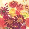Ideal Home Range Servilletas, BUNCH OF FALL FLOWERS, 1