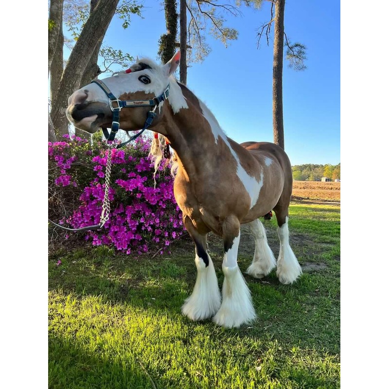 Mane-ly Long Hair Dog Conditioner