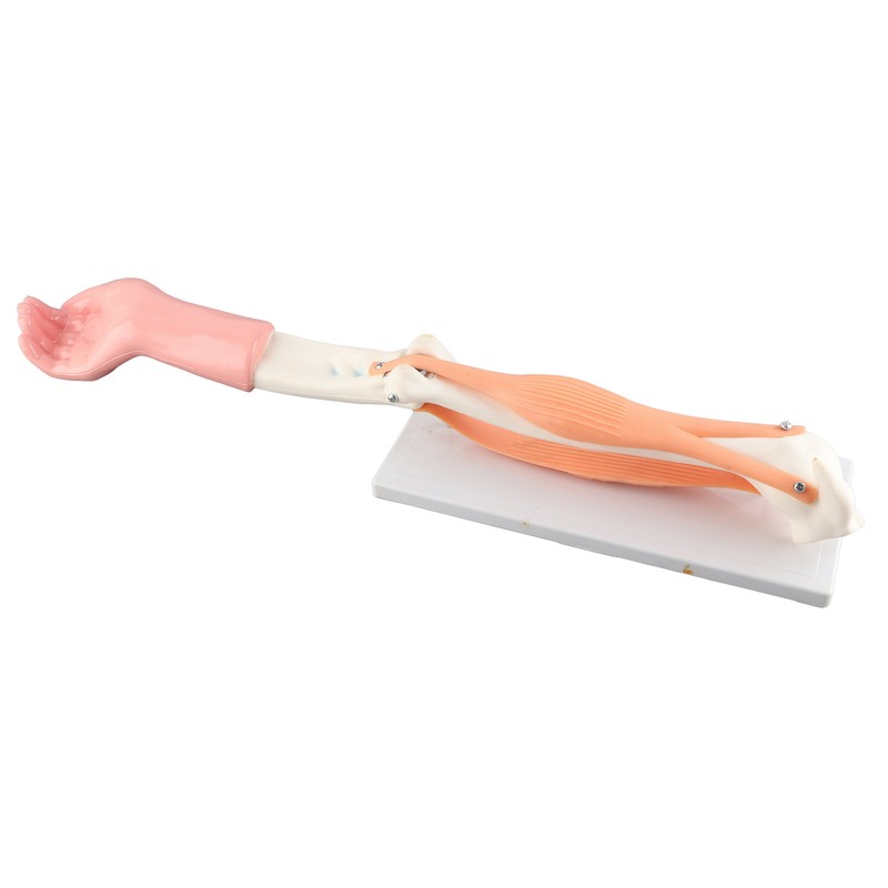 Arm Moving Model Anatomical Elbow Joint Motion Model Primary School