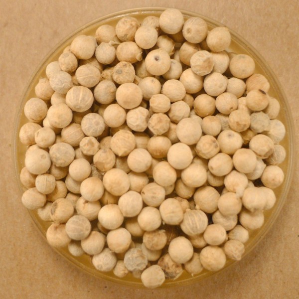 Peppercorns, White Whole - 5 lbs Bulk
