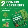 PENHOMENT Moringa Leaf Tea Bags with Ashwagandha - 40 Tea
