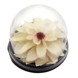 Konservierte Dahlienblüte, Mini-Terrarium, Lotusblüte, natürliche weiße Dahlie, Lotusblüte, konservierte Blumen, weiß.