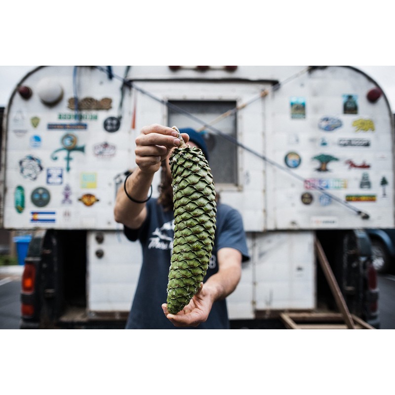 Sugar Pine | Small Tree Seedling | The Jonsteen Company