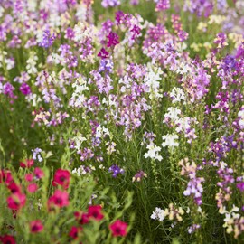 Eden Brothers Toadflax/Spurred Snapdragon Seeds