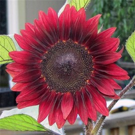 zellajake Rare Flower Seeds Helianthus Seeds 50 Procut Red Sunflower Seeds
