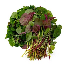 [gói 20g] Hạt giống Rau dền Mix 3 màu Tricolor Amaranth 10,000++ct hat