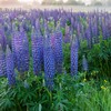 Outsidepride Wild Blue Perennial Lupine Seeds - 500 Pcs. Self-Sowing,