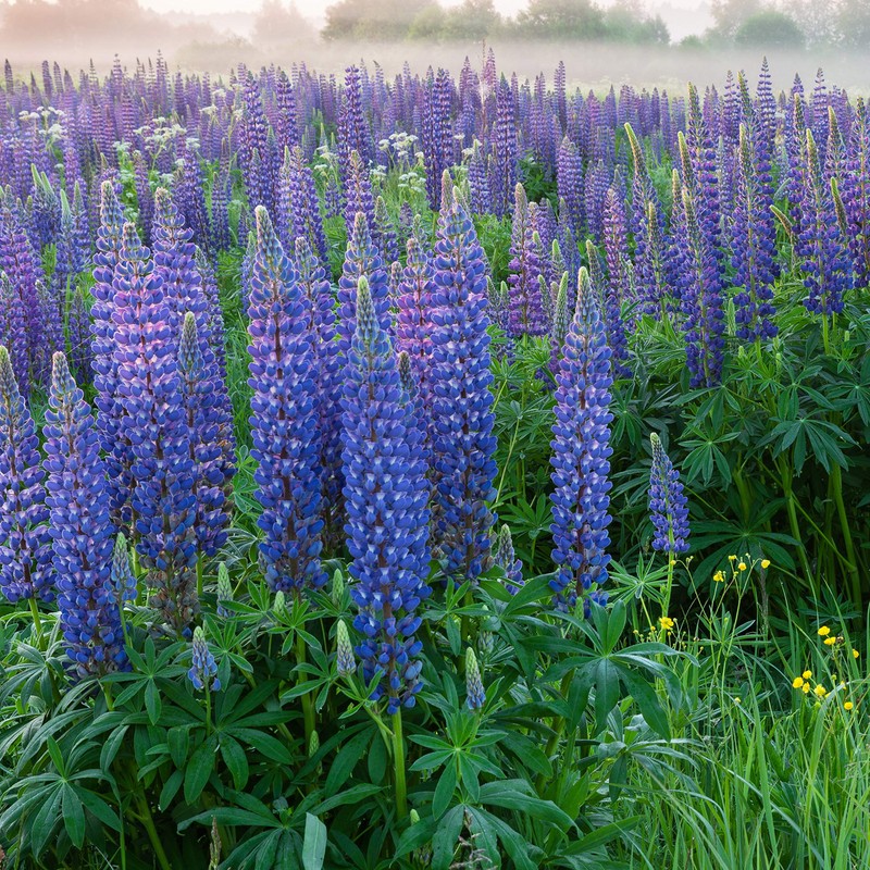 Outsidepride Wild Blue Perennial Lupine Seeds - 500 Pcs. Self-Sowing,