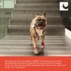RC Pet Products Fun PAWks Anti-Slip, Stylish, Functional, Protective Dog