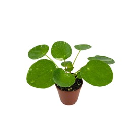 Unbranded Variegated Pilea peperomioides 'White Splash' (2" Pot/Starter Plant)