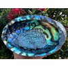 3-Pack Jumbo Abalone Shells 7–8 Inch Seashell Smudge Bowl for