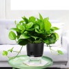 Vanavazon 6 Inch Self Watering Planter Pots for Indoor Plants
