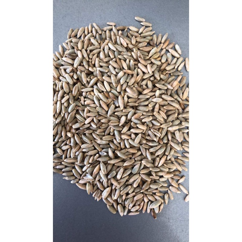 1 lb Wheat Seeds Food Plot Cover Crop Deer Garden