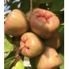 Home-Growth Sweet Java Apple, Wax Apple, Syzygium Samarangense - 5