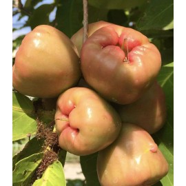 Home-Growth Sweet Java Apple, Wax Apple, Syzygium Samarangense - 5 Seeds 2025 - USA