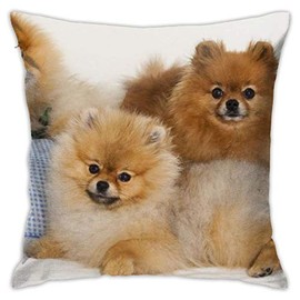 antcreptson Funny Pomeranian Throw Pillow Cover Decorative Cushion Case Home Square Pillowcase Decor for Sofa Couch Decorations 18’’ x 18’’inch