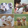 Chenkaiyang 12 Pack Puppy Collars for Litter, Adjustable Puppy ID