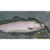 ALPHA and OMEGA - Woolly Bugger Fly KIT (20 Flies)