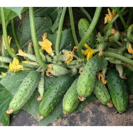 Cucumber Bush Gift Seeds – Open-Pollinated | 40–45 Days to Harvest | Compact, High-Yielding Cucumber for Small Gardens & Containers
