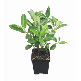 Sweet Viburnum - 12 Large Live Plants - Viburnum Odoratissimum - Fast Growing Privacy Hedge