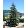 The Jonsteen Company Colorado Blue Spruce | Tree Seed Grow