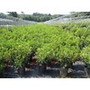 Kalmia LAT. 'Carousel'