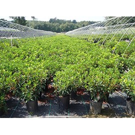 Kalmia LAT. 'Carousel'