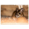 Die Maus im Vogelhaus (Wandkalender 2026 DIN A2 quer), CALVENDO