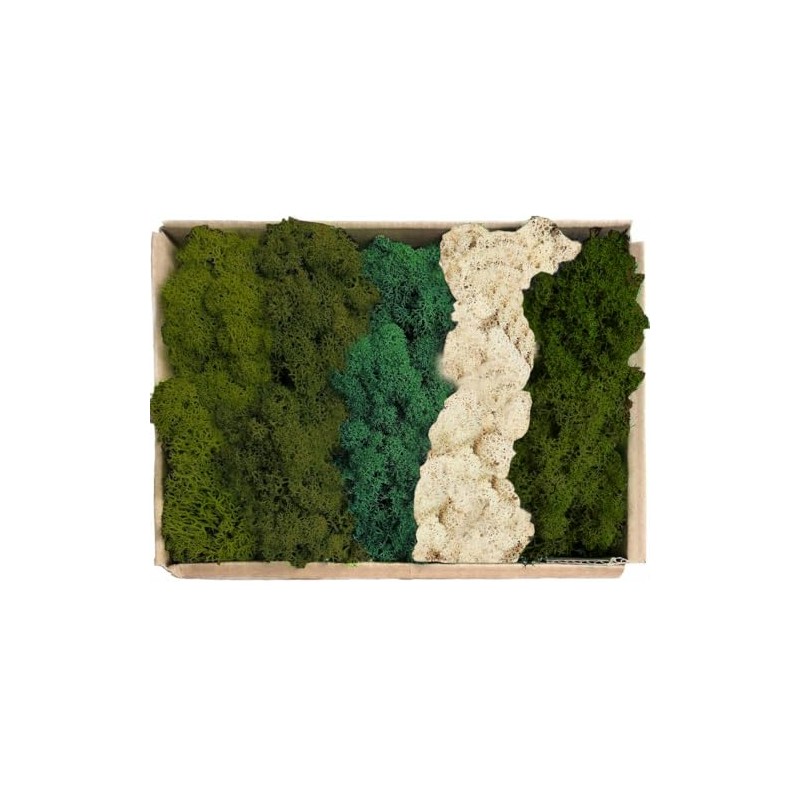 Prefleur Preserved Reindeer Mix Craft Moss Natural Green DIY Kit