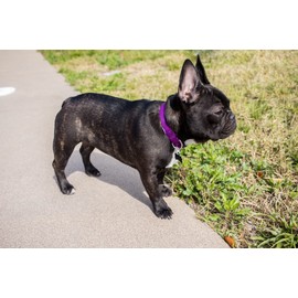 Country Brook Petz Premium Nylon Dog Collar with Metal Buckle for Small Medium Large Breeds - Vibrant 30+ Color Selection (Extra Large, 1 Inch, Purple)