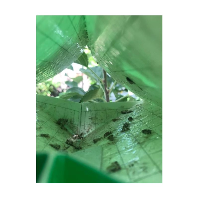 VivaTrap VT-106 Codling + Oriental Fruit Moth Trap & Lure