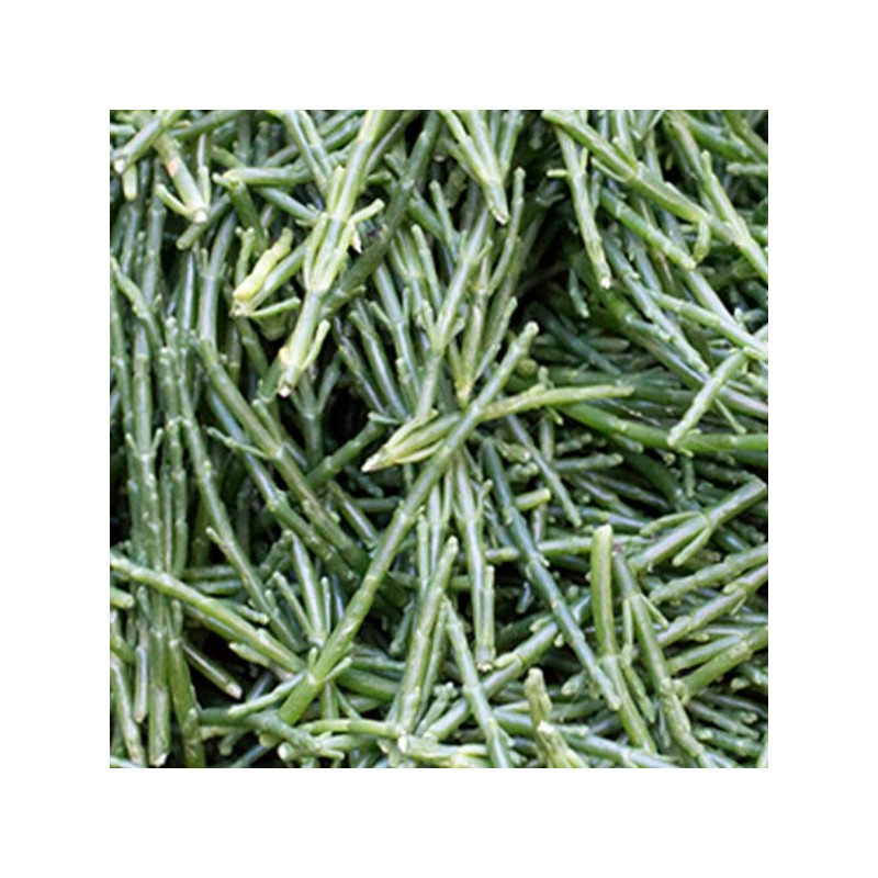 100% 국산 함초가루 80g 100% Domestic Hamcho Powder 80g