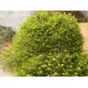 Mini Pellia aka Coral Moss 2" x 2" Riccardia chamedryfolia