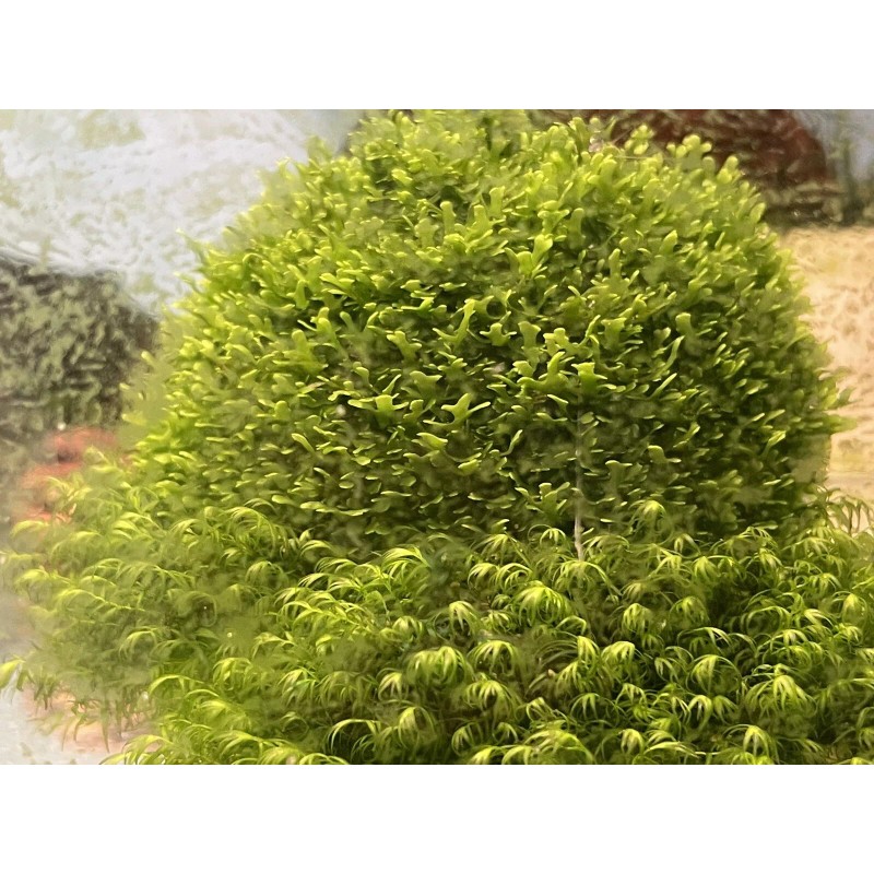 Mini Pellia aka Coral Moss 2" x 2" Riccardia chamedryfolia