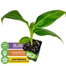 Double Mahoi Banana Plant – Musa ‘Double Mahoi’ by Wellspring Gardens – Live Dwarf Banana Tree – Grows Two Racks of Fruit – Edible & Ornamental – Great for Patio or Indoor Growing (2-Pack)