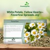 Outsidepride Feverfew Chrysanthemum Seeds - 5000 Pcs. Perennial, Drought Tolerant