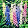 22Day Seeds: Seeds Delphinium Giant Mix/Annual Flowers