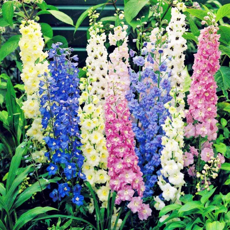 22Day Seeds: Seeds Delphinium Giant Mix/Annual Flowers