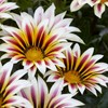 300+ Gazania Seeds for Planting Mix Heat & Drought Tolerant