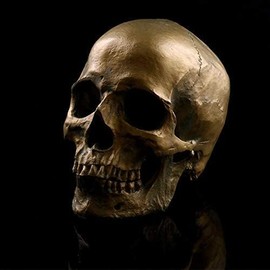 VOANZO Retro Human Skull Anatomical Model Resin 1:1 Medical Science Decoration Gold
