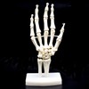 Human Hand Skeleton Model on Base, Hand Bone,Life Size, Articulated