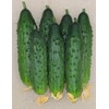 RAISE ME UP: Seeds Self-Pollinated Cucumber Firm Secret F1 for
