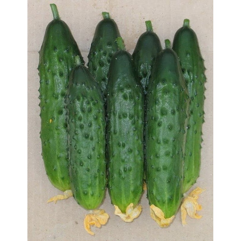 RAISE ME UP: Seeds Self-Pollinated Cucumber Firm Secret F1 for